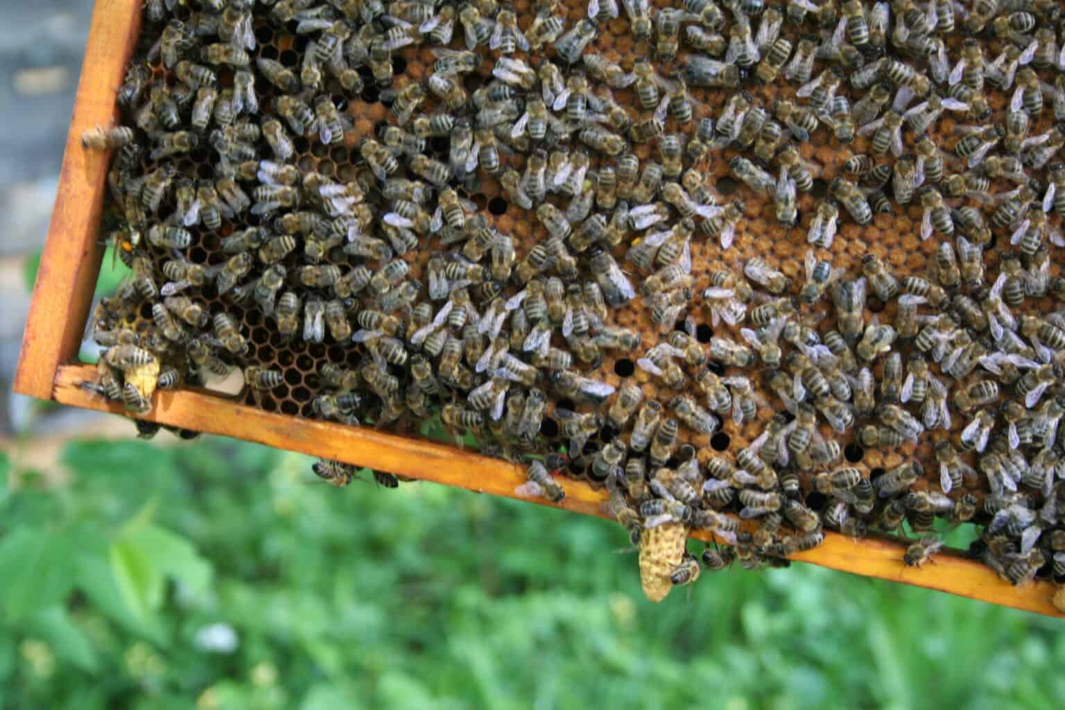 Schwarmmanagement gewusst wie! Bienenaktuell